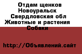 Отдам щенков Новоуральск - Свердловская обл. Животные и растения » Собаки   